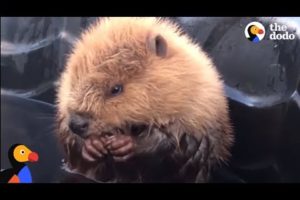 Rescued Beavers Fall In Love | The Dodo