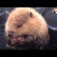 Rescued Beavers Fall In Love | The Dodo