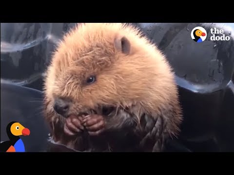 Rescued Beavers Fall In Love | The Dodo