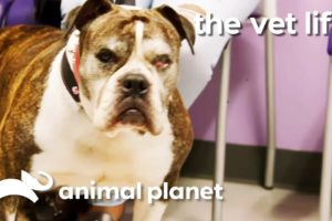 Rescued Bulldog Needs An Operation On Her Irritated Eye | The Vet Life