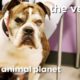 Rescued Bulldog Needs An Operation On Her Irritated Eye | The Vet Life