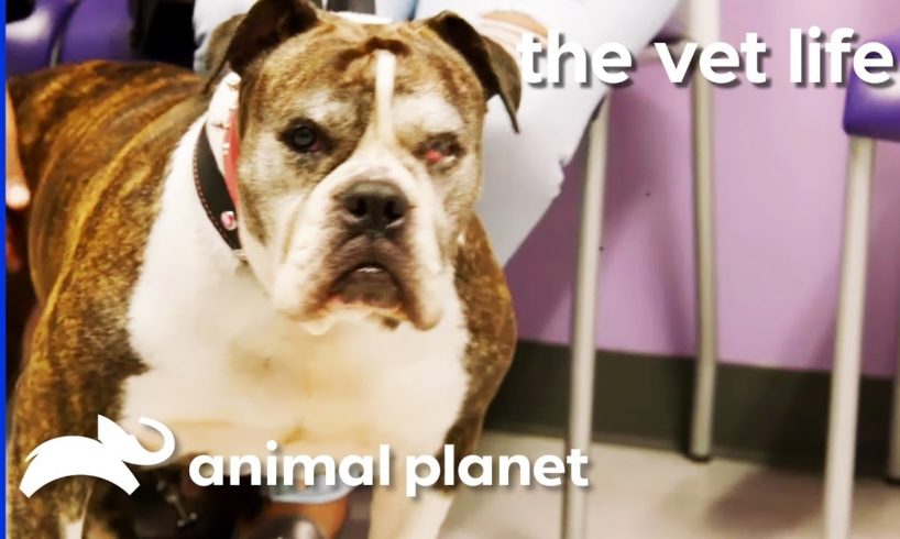 Rescued Bulldog Needs An Operation On Her Irritated Eye | The Vet Life