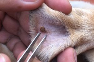 Rescued Dog Big Tick On Paw Trying To Remove Tick From Them