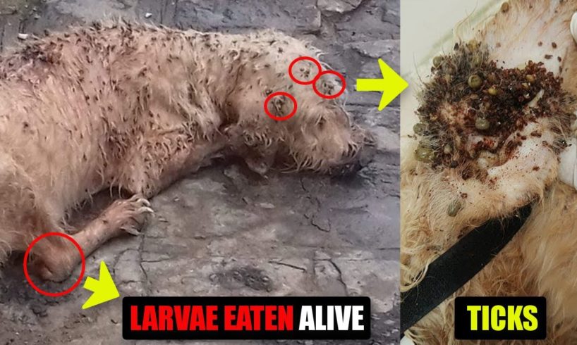 Rescued Dog Covered by 1000+ Ticks And Eaten Alive By Larvae