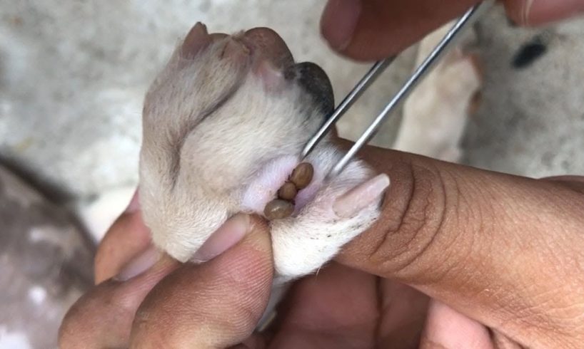 Rescued Dog Removal Very Big Tick From Paw Try To Save Dog