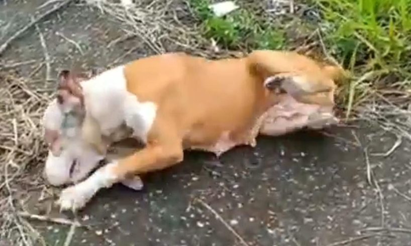 Rescued Epileptic Pit bull Who Was Abandoned With a HUGE tumor in the spleen