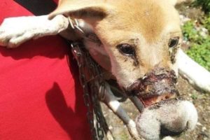 Rescued Little Dog From a Drain With Her Mouth Taped and Feet Bound- Miracle Story