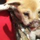 Rescued Little Dog From a Drain With Her Mouth Taped and Feet Bound- Miracle Story