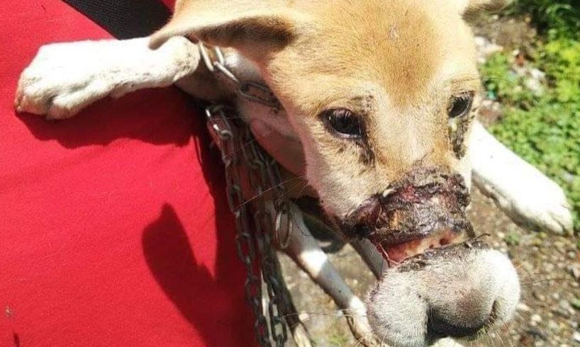 Rescued Little Dog From a Drain With Her Mouth Taped and Feet Bound- Miracle Story