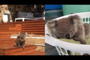 Rescued Little Koala Lossing Home Straying Into Residential Area