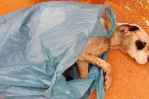Rescued Poor Dog Who Was Tied alive in a garbage bag and Left to die