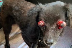 Rescued Suffering Dog In The Middle Of The Forest With His Eyes Out