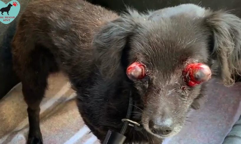 Rescued Suffering Dog In The Middle Of The Forest With His Eyes Out