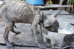 Rescued little puppy has been starving a long time give food - Rescued little puppy is pitiful