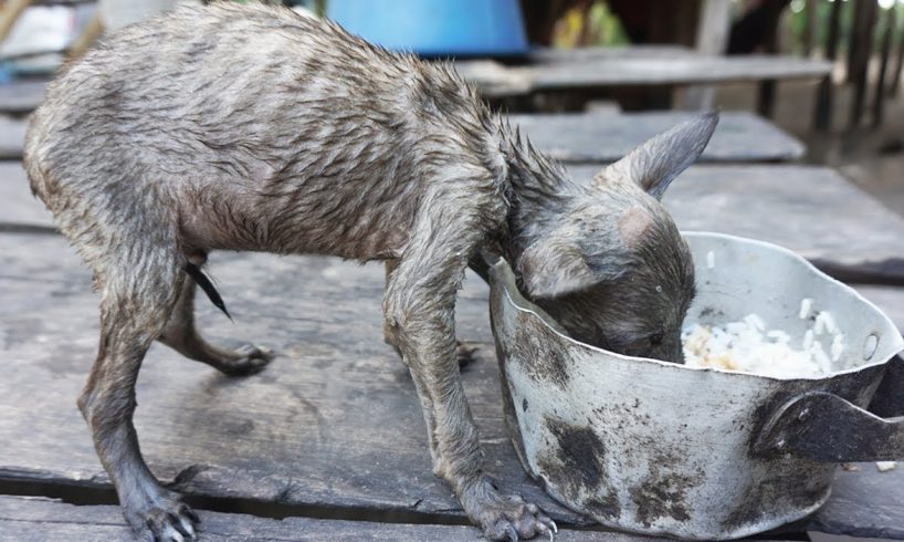 Rescued little puppy has been starving a long time give food - Rescued little puppy is pitiful