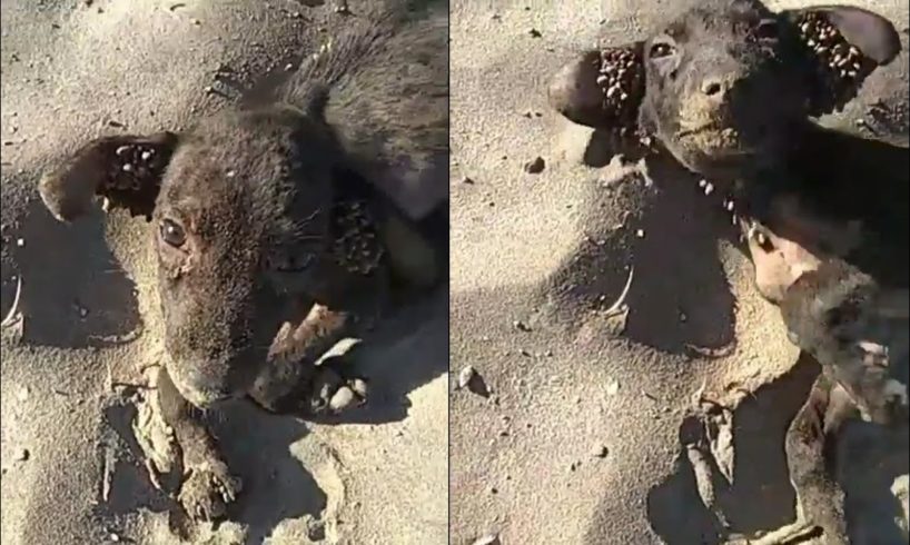 Rescued poor abandoned dog had a hundreds of ticks on the body