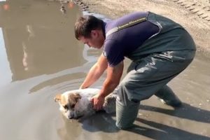 Rescued the dog lying in puddle for 8 hours