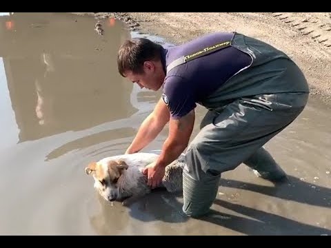 Rescued the dog lying in puddle for 8 hours