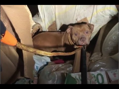 Rescuing a mother dog and cubs in an abandoned house