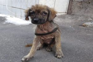 Rescuing poor abandoned dog wandering as a toy for many people