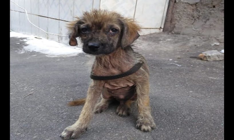 Rescuing poor abandoned dog wandering as a toy for many people