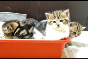 Rocky the cute Kitten falling asleep while playing   Cutest  cats moments.