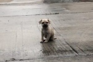 Saving This Scared Homeless Pup Just Before A Rainstorm