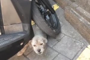 Saving the Poor dog has scooter accident-Animal Rescue TV