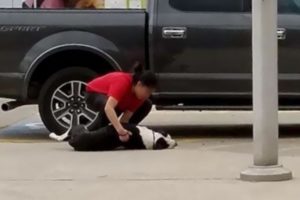 Scared Homeless Dog Living on The Streets Sleeping Under Cars For Protection