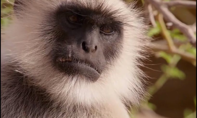Scarface Fights Off Other Monkeys | Life Story | BBC