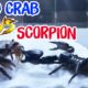Scorpion vs  Field Crab_ Mortal Battle | Animal Fight ▎Trận đấu sinh tử giữa Bọ cạp đen và Cua đồng