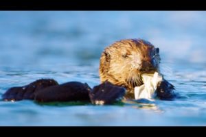 Sea Otters Playing with Plastic | First Year on Earth | BBC Earth