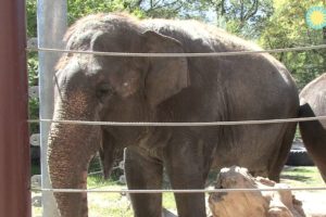 Shanthi, the National Zoo's Musical Elephant, Plays the Harmonica!