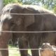 Shanthi, the National Zoo's Musical Elephant, Plays the Harmonica!