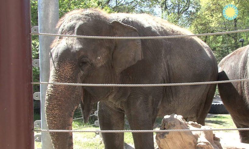 Shanthi, the National Zoo's Musical Elephant, Plays the Harmonica!