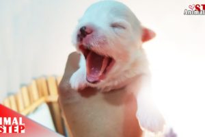 Sick Mother Dog Gives Birth to the World Cutest Puppy and they are now so Sweet…