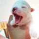 Sick Mother Dog Gives Birth to the World Cutest Puppy and they are now so Sweet…