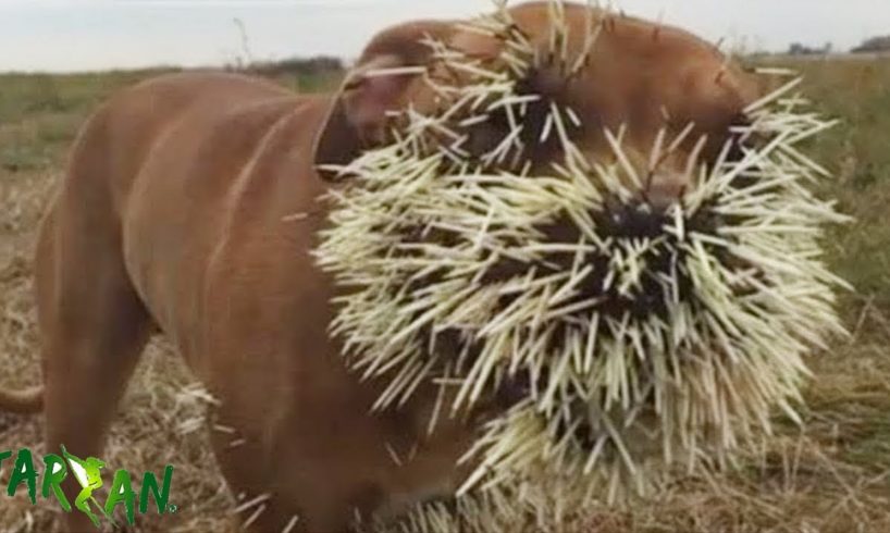Small Animal Smart Attack Big Lion, Leopard Compilation, When Animals Fight Back Nature Wildlife