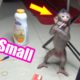 Small Baby Monkey Nita Perfect To Stand And Play Around