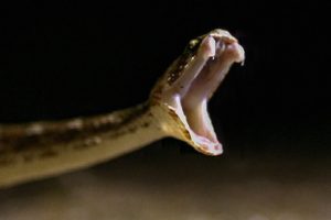 Snake bites compared in Slow Mo: Spectacled Cobra vs Saw Scaled Viper | BBC Earth