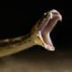 Snake bites compared in Slow Mo: Spectacled Cobra vs Saw Scaled Viper | BBC Earth