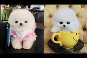 So Cute Puppies  - Funny and Cute animals Videos Compilation #2 - Create 1 Billion Channel