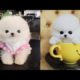 So Cute Puppies  - Funny and Cute animals Videos Compilation #2 - Create 1 Billion Channel