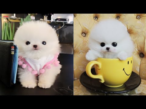 So Cute Puppies - Funny and Cute animals Videos Compilation #2 - Create 1 Billion Channel