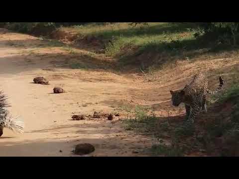 Sri lanka animals fighting