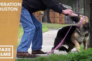 Starving Homeless German Shepherd Dog Rescued from Busy Street - Hope For Dogs | My DoDo