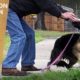 Starving Homeless German Shepherd Dog Rescued from Busy Street - Hope For Dogs | My DoDo