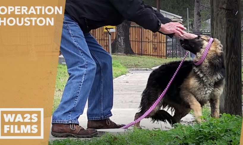 Starving Homeless German Shepherd Dog Rescued from Busy Street - Hope For Dogs | My DoDo