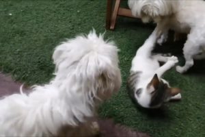 Stay home and enjoy Adorable dogs and a cat playing together