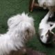 Stay home and enjoy Adorable dogs and a cat playing together